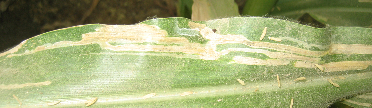 Mines created by corn leafminer larvae, Agromyza sp., on corn leaves.