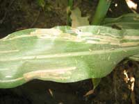 Mines created by corn leafminer larvae.