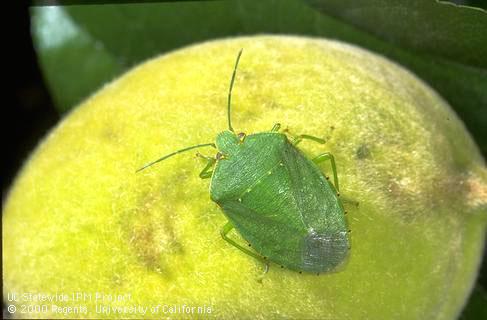 Adult green stink bug, <i>Chinavia</i> (=<i>Acrosternum</i>) <i>hilaris</i>.