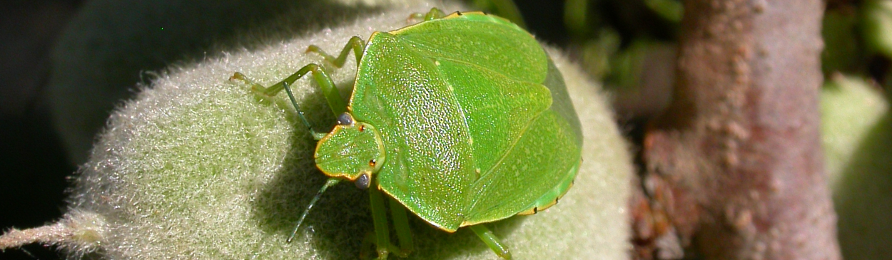 Adult green soldier bug, Acrosternum hilare.