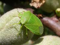 Adult green soldier bug, Acrosternum hilare.