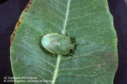 Adult green stink bug, <i>Chinavia</i> (=<i>Acrosternum</i>) <i>hilaris</i> (Pentatomidae).