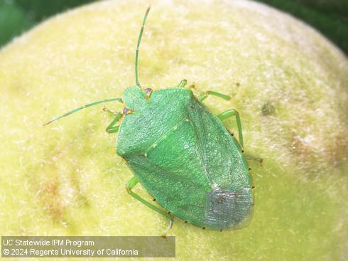 Adult green stink bug, <i>Chinavia</i> (=<i>Acrosternum</i>) <i>hilaris</i>.
