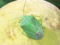 Adult green stink bug on a yellow, unripe peach, with a bright green, shield-shaped body and orange-yellow line with black markings along the side of the body.