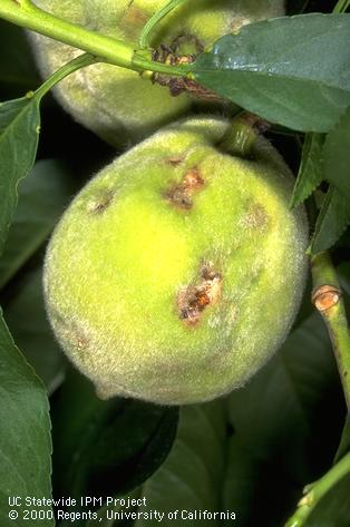 Damage caused by green stink bug, <i>Chinavia</i> (=<i>Acrosternum</i>) <i>hilaris</i>.