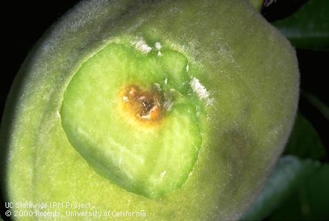 Stink bug feeding causes tissue underneath peach skin to turn brown and corky.