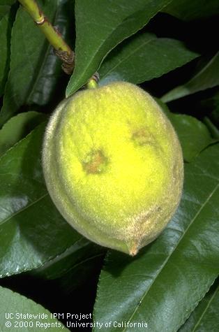 Fruit attacked by stink bugs early in the season develops irregular, depressed areas, or dimples.