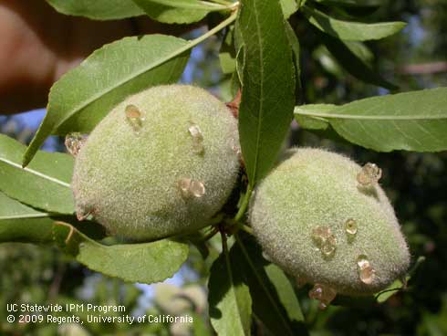 Green stink bug damage to almonds is recognized by gum exuding from puncture sites.