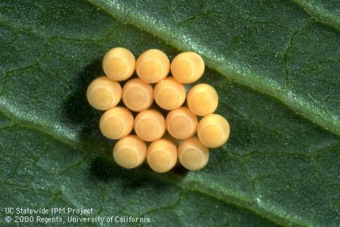 Egg cluster of the green stink bug, <i>Chinavia</i> (=<i>Acrosternum</i>) <i>hilaris</i>.