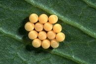 Egg cluster of the green stink bug, Acrosternum hilare.