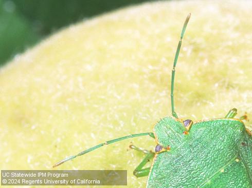 Antennae of adult green stink bug, <i>Chinavia</i> (=<i>Acrosternum</i>) <i>hilaris</i>.