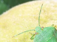 Close-up of adult green stink bug head, right shoulder, and antennae on a yellow, unripe peach, with green antennae, a bright green shoulder and head, and orange-yellow lines along the edge of the head and shoulder.