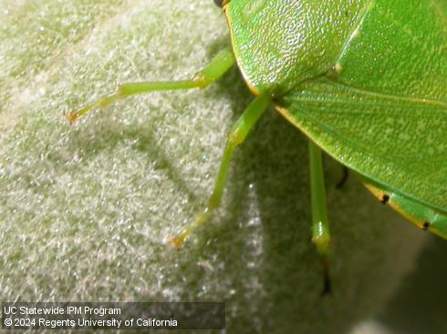 Legs of adult green stink bug, <i>Chinavia</i> (=<i>Acrosternum</i>) <i>hilaris</i>.