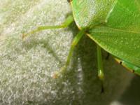 Close-up of the bright green left side of an adult green stink bug on unripe fruit, with an orange-yellow line with black markings along the side of the body and bright green legs.