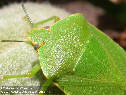 Shoulders of adult green stink bug, <i>Chinavia</i> (=<i>Acrosternum</i>) <i>hilaris</i>.