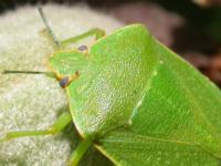 Close-up of the bright green shoulders and head of an adult green stink bug on a green, unripe fruit, with an orange-yellow line along the edge of the shoulders and head.