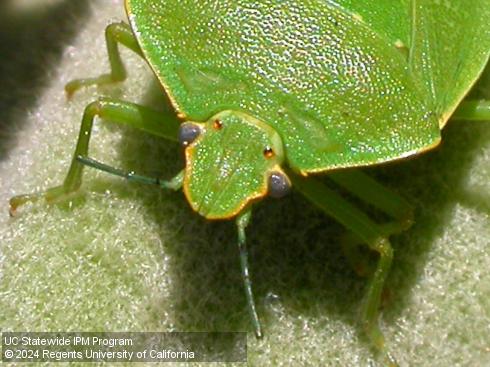 Head of adult green stink bug, <i>Chinavia</i> (=<i>Acrosternum</i>) <i>hilaris</i>.