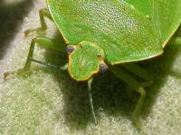 Close-up of the bright green head of an adult green stink bug, with large, black eyes and an orange-yellow line around the edge of the head.