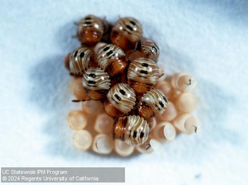 Eggs and first-instar nymphs of green stink bug, <i>Chinavia</i> (=<i>Acrosternum</i>) <i>hilaris</i>.