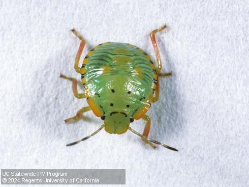 Older nymph of green stink bug, <i>Chinavia</i> (=<i>Acrosternum</i>) <i>hilaris</i>.