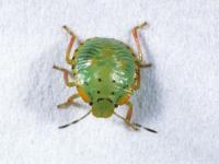 Green stink bug nymph on a white background, with a bright green body, black spots on the shoulders, an orange line with black markings along the edge of the body, and orange-green legs.