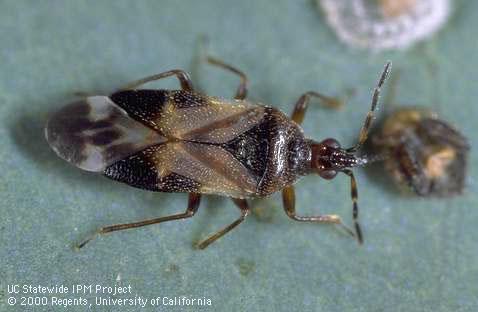 Adult pirate bug, Anthocoris nemoralis, feeding on a nymph of eucalyptus redgum lerp psyllid, Glycaspis brimblecombei.