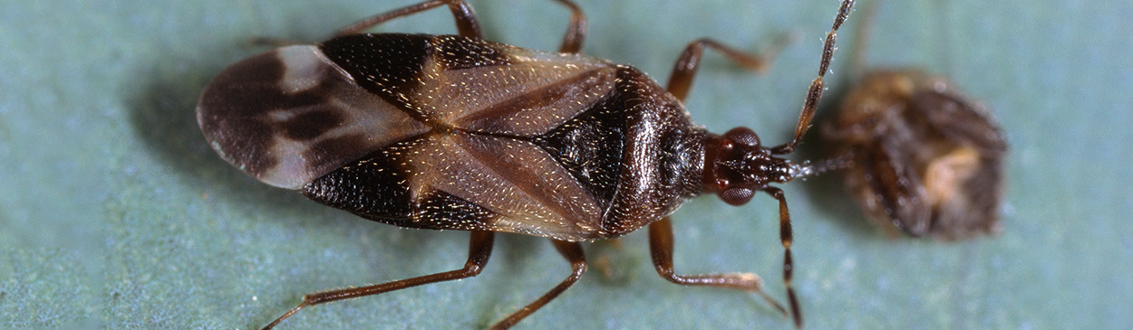 Adult pirate bug, Anthocoris nemoralis, feeding on a nymph of eucalyptus redgum lerp psyllid, Glycaspis brimblecombei.