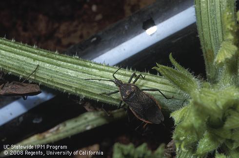 Adult squash bug, <i>Anasa tristis.</i>.