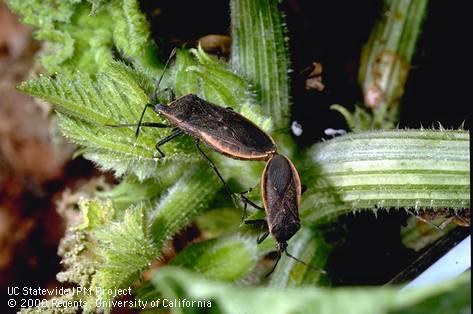 Adult squash bug.