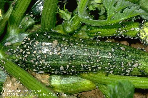 Adults and nymphs on squash fruit.