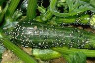 Adults and nymphs on squash fruit.