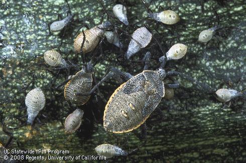 Nymphs in various instars of squash bug, <i>Anasa tristis.</i>.