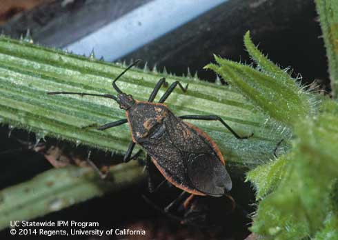 Adult squash bug, <i>Anasa tristis.</i>.