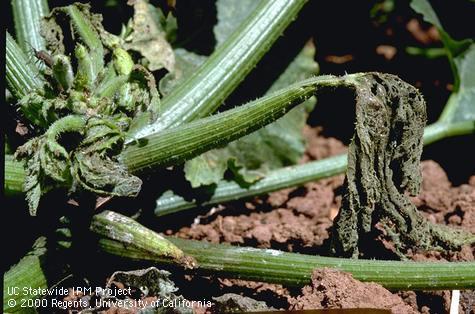 Crop damaged by squash bug.