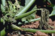 Squash bug feeding causes parts of vines to wilt and die.