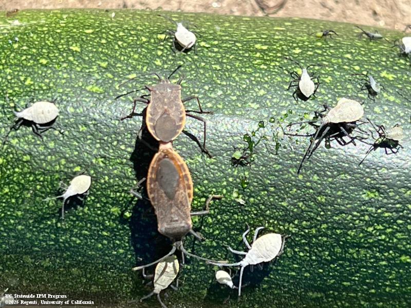 A pair (male and female) of adults and various stages of squash bug, Anasa tristis, nymphs. Credit: David Haviland Various sizes of diamond-shaped bugs scattered across the surface of a speckled green zucchini. The small bugs are white and the large ones are brown. Credit: David Haviland