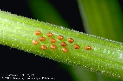 Egg of squash bug.