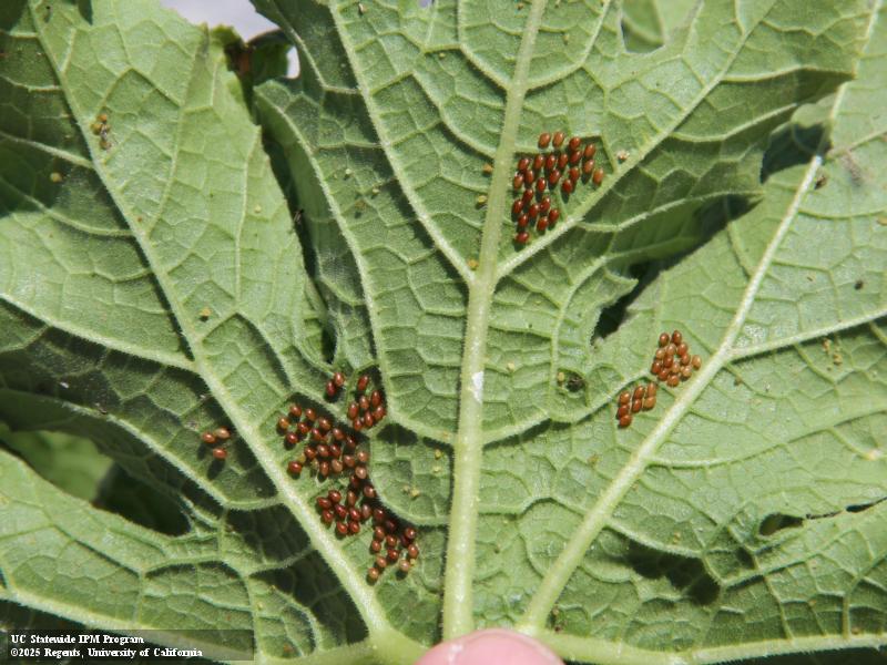 Squash bug eggs. Credit: David Haviland, UCCE Kern Co. Clusters of round, reddish-brown eggs scattered across the underside of a leaf. Credit: David Haviland, UCCE Kern Co.