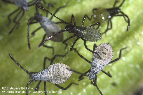 Squash bug, <i>Anasa tristis,</i> nymphs.