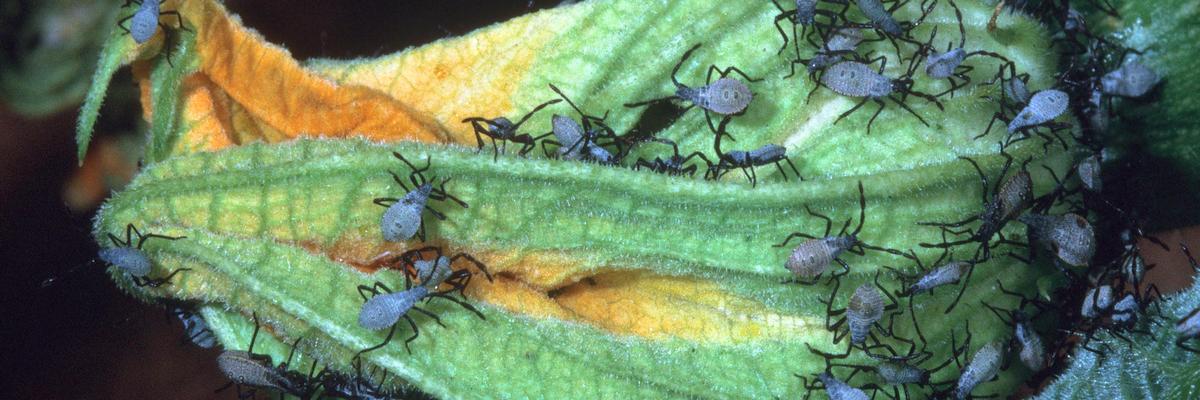 early instar nymphs feeding on squash flower Credit: Jack Kelly Clark