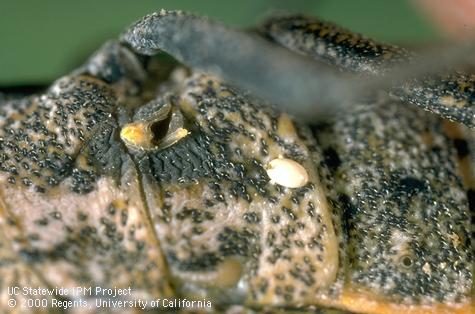 Squash bug with parasite.