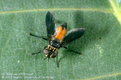 An adult tachinid, <i>Trichopoda pennipes</i>, a parasite of squash bug, <i>Anasa tristis,</i> and certain other true bugs (Heteroptera).