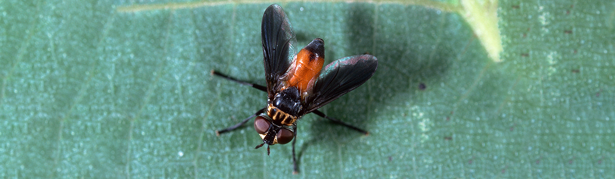 An adult tachinid, <i>Trichopoda pennipes</i>, a parasite of squash bug, <i>Anasa tristis,</i> and certain other true bugs (Heteroptera).