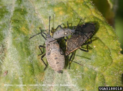 Egg of the tachinid fly, <i>Trichopoda pennipes</i>, laid on each of two nymphs of squash bug, <i>Anasa tristis</i>.