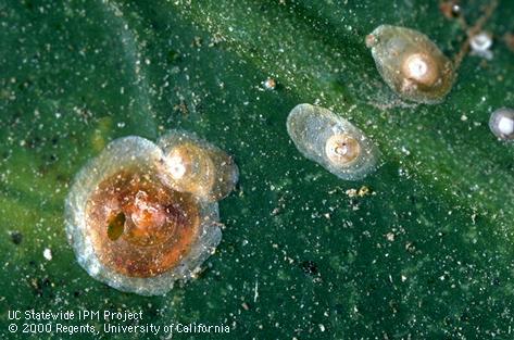 California red scale, <i>Aonidiella aurantii</i>, female (lower left) and male nymphs with elongated covers. The female scale has an emergence of a parasitic wasp.