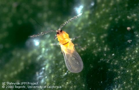 Adult, male California red scale, <i>Aonidiella aurantii.</i>.