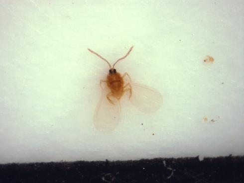 Male California red scale, <I>Aonidiella aurantii,</I> caught in a white sticky trap.