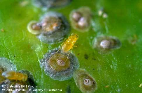 Adult, female <i>Aphytis melinus</i> laying her egg in a California red scale, <i>Aonidiella aurantii.</i>.