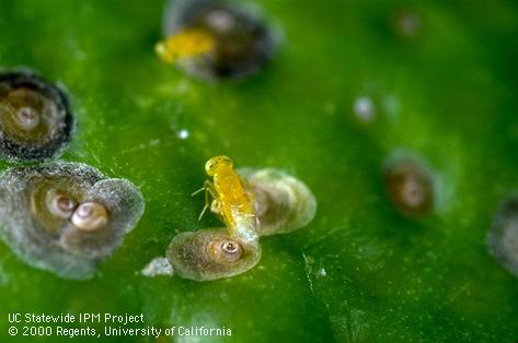 Adult Aphytis melinus parasite laying her egg in California red scale, Aonidiella aurantii. Releases are most effective when ants are controlled, dust is minimized, and broad spectrum pesticide applications are avoided.