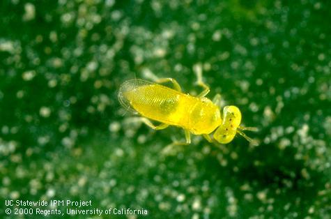 Adult parasitic wasp, <i>Aphytis melinus</i>.